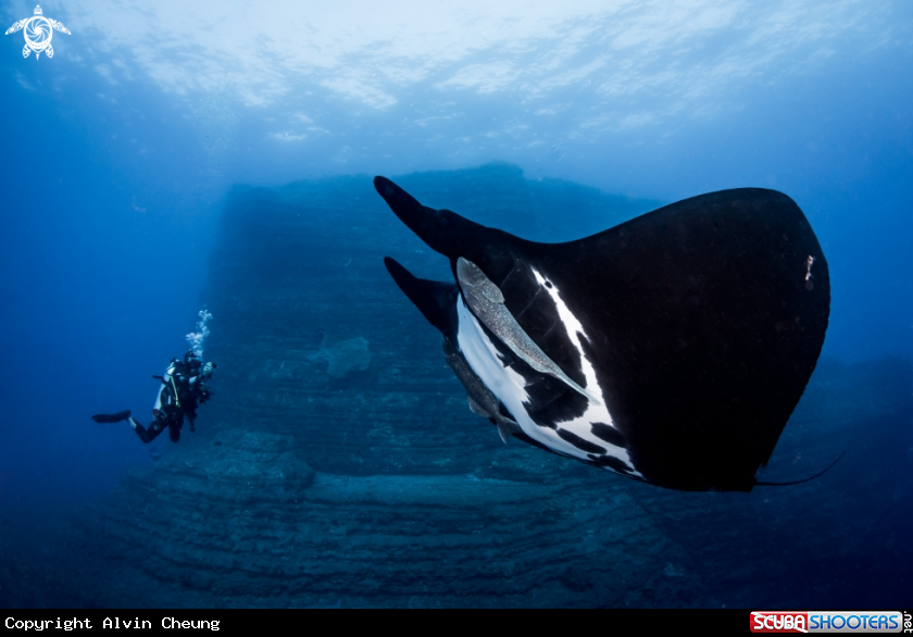 A Oceanic giant manta ray