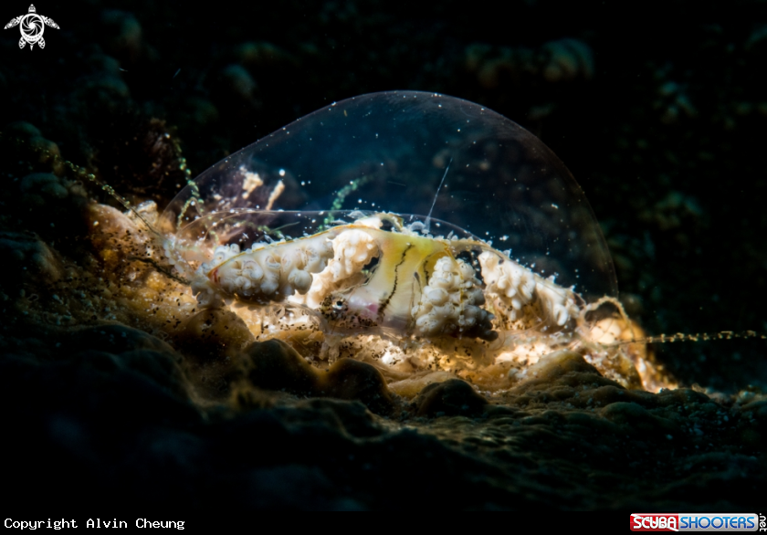 A Jellyfish