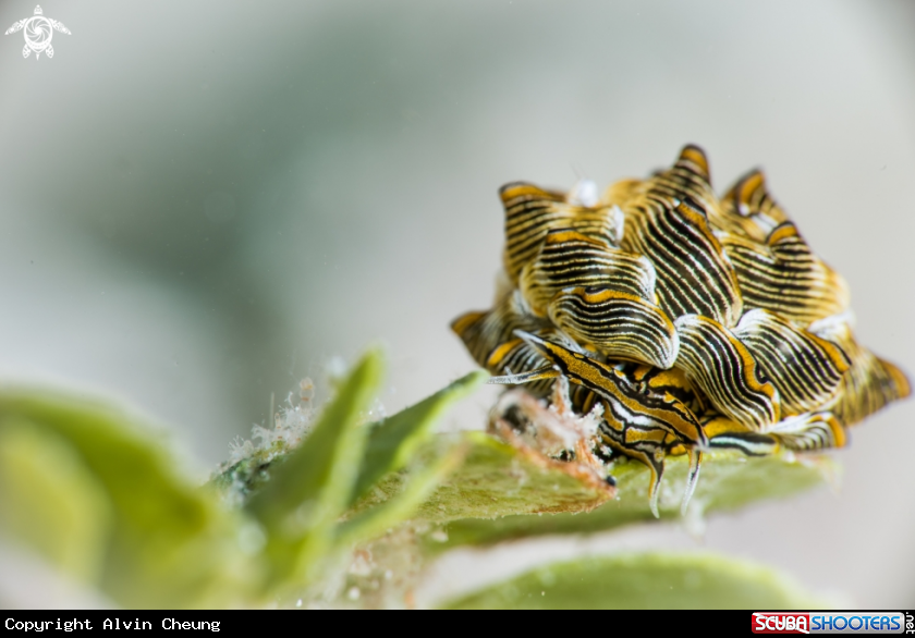 A Butterfly