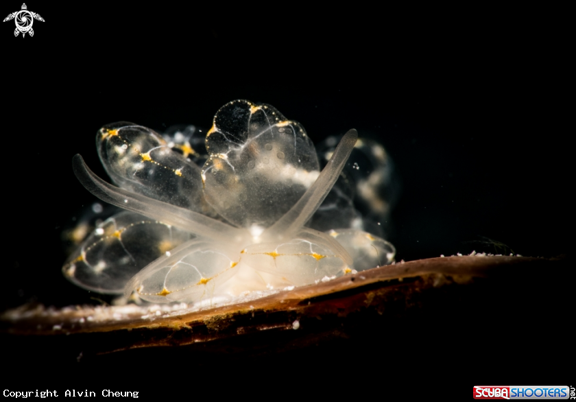 A Butterfly nudibranch