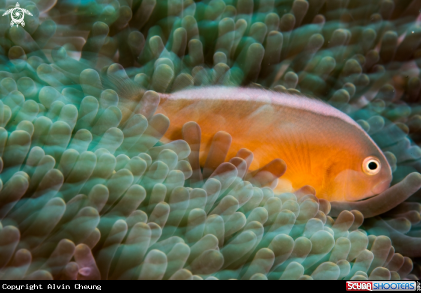 A Anemone fish