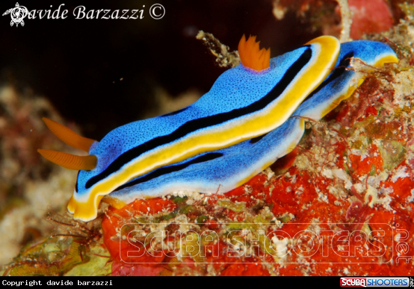 A Chromodoris