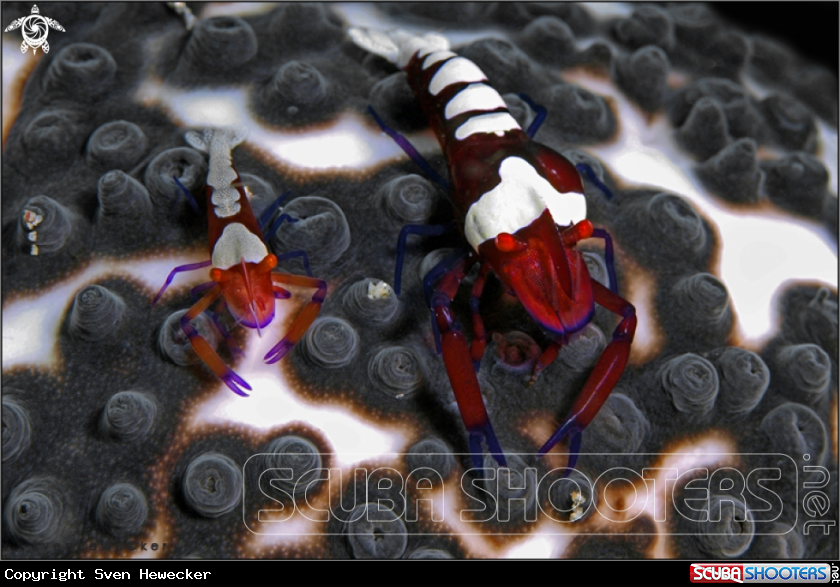 A Emperor shrimp