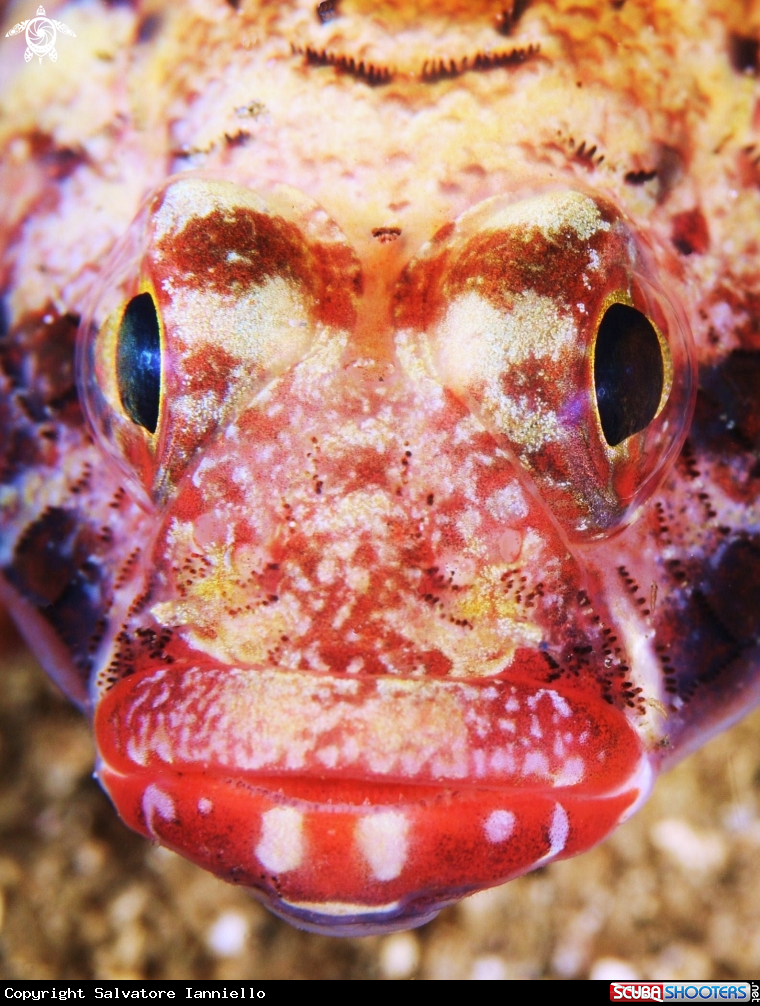 A underwater creature