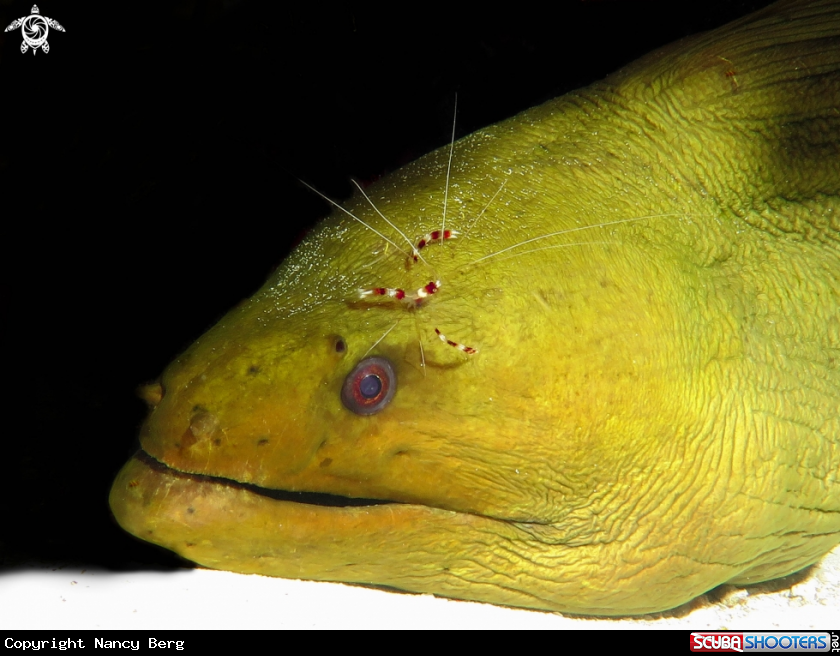 A Green Moray Eel