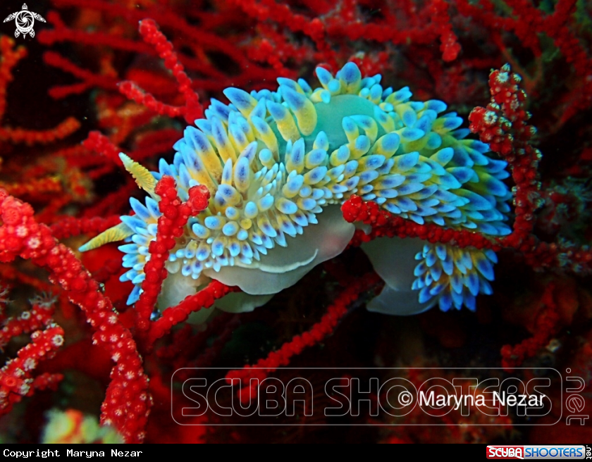 A Nudibranchs