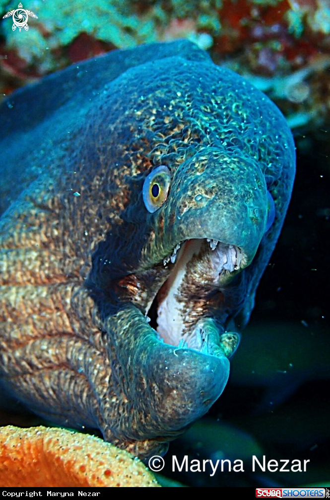 A sea life from Southern Africa