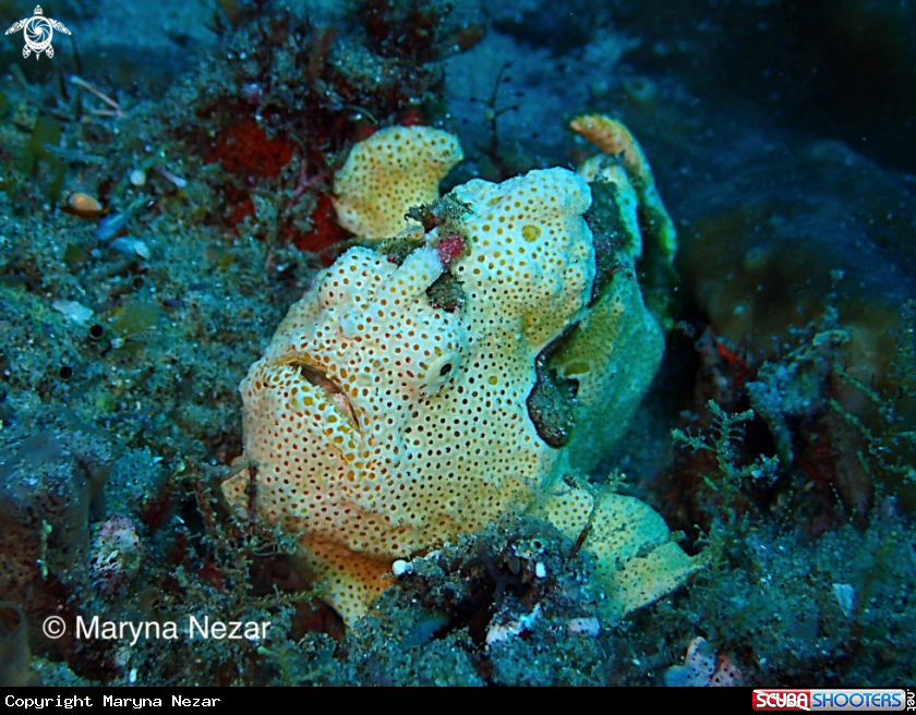 A sea life from Southern Africa