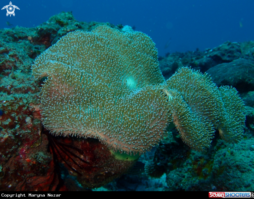 A sea life from Southern Africa