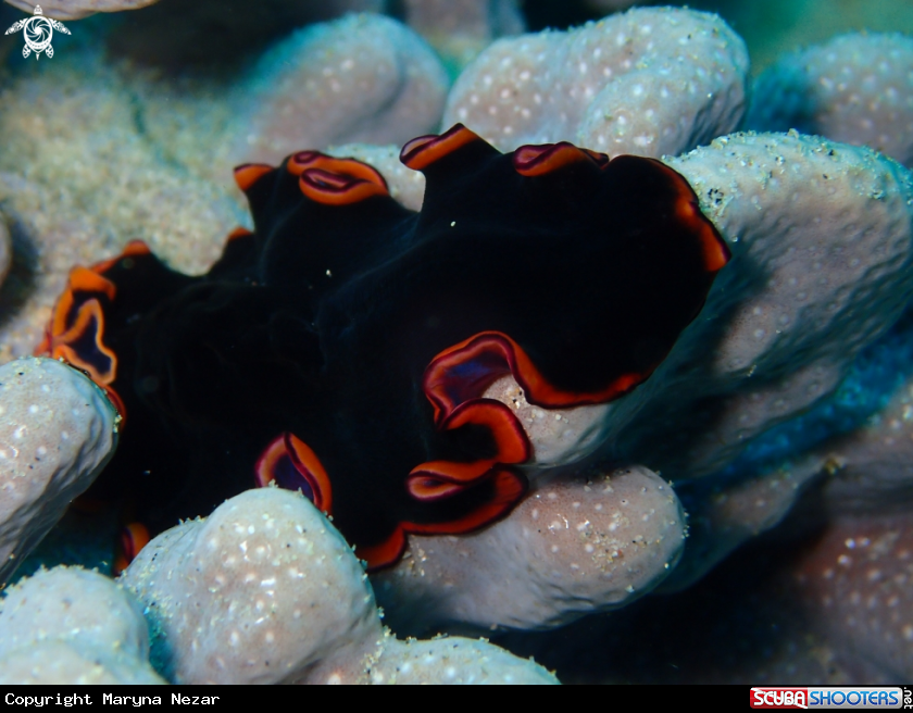 A sea life from Southern Africa