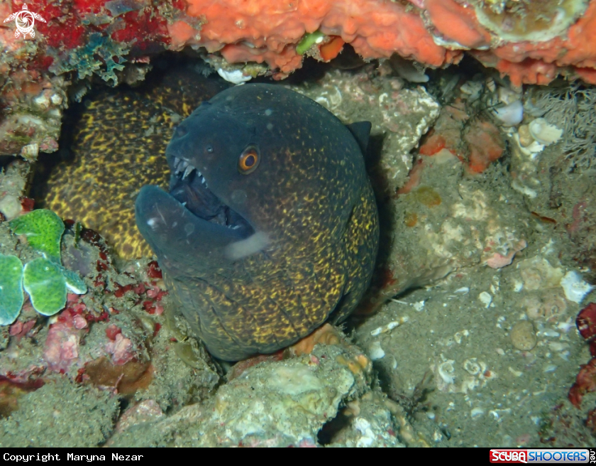 A sea life from Southern Africa