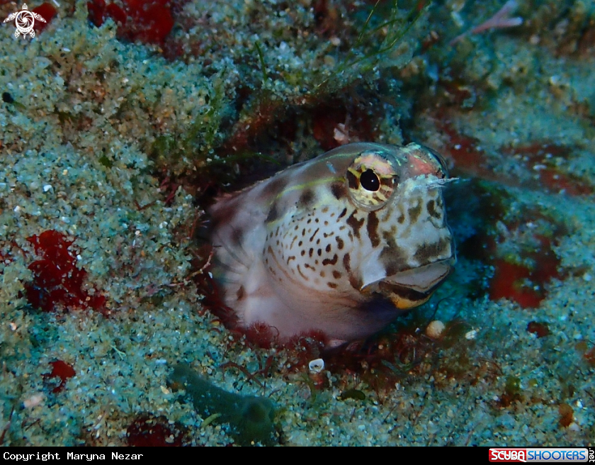A sea life from Southern Africa