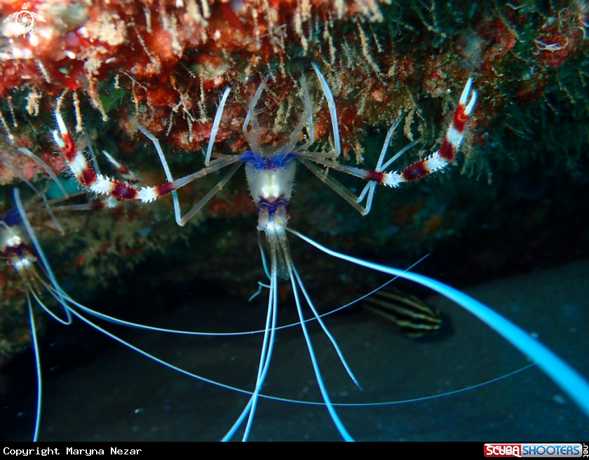 A sea life from Southern Africa