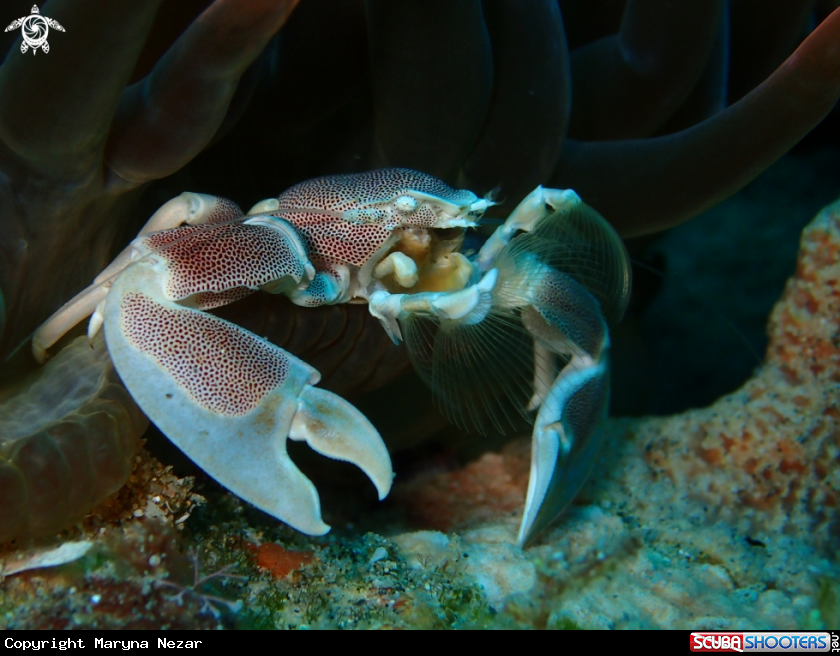 A sea life from Southern Africa