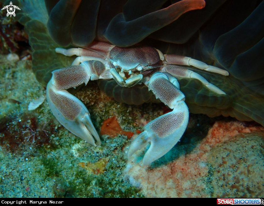 A sea life from Southern Africa