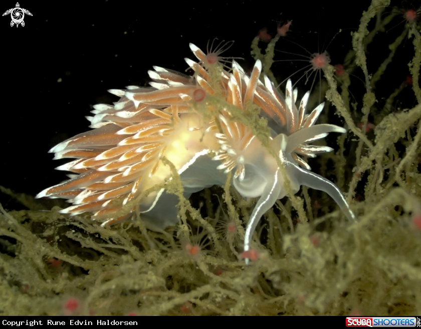 A Fjordia lineata