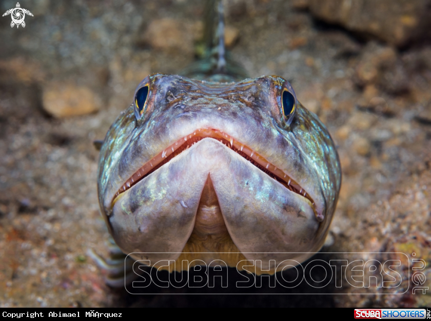 A Sand Diver