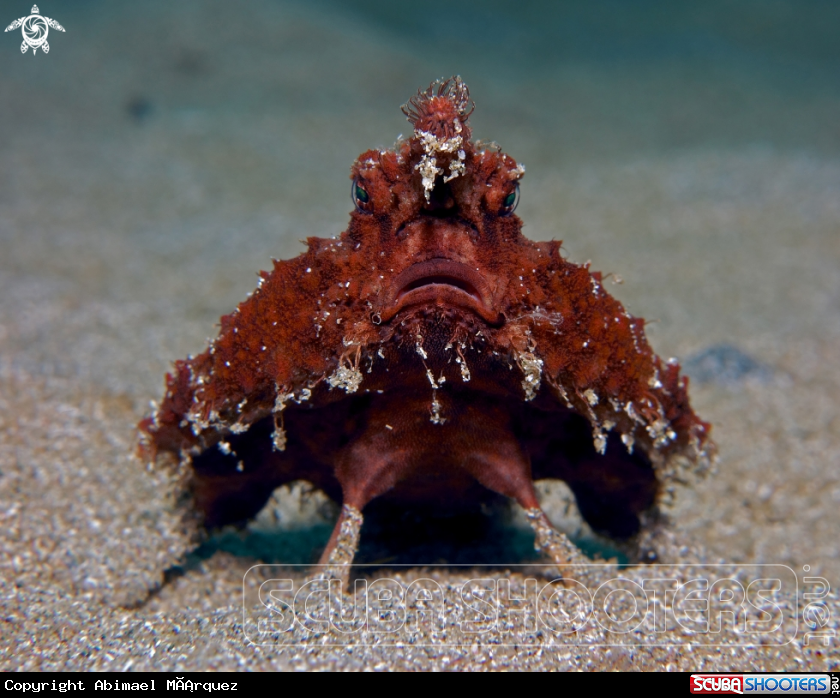 A Batfish