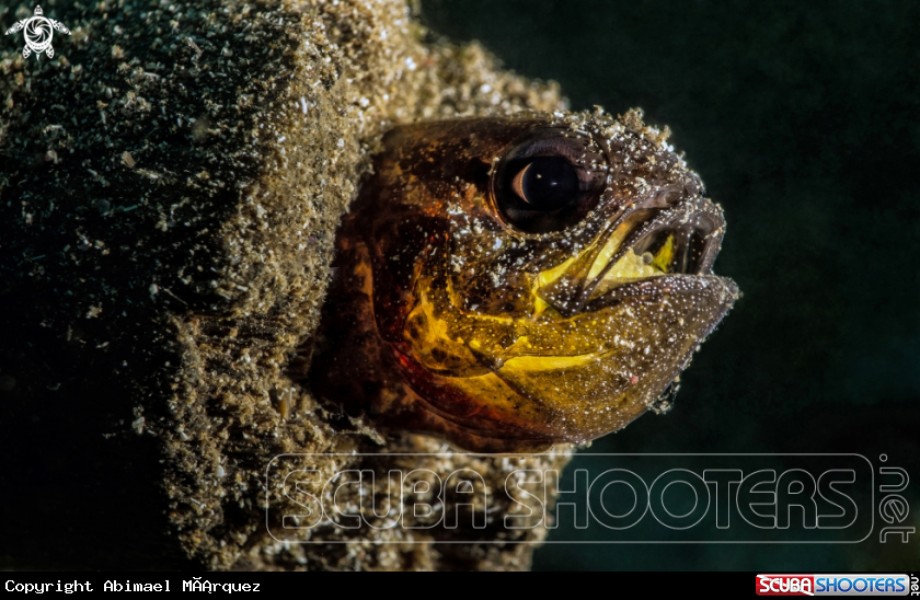 A Blenny