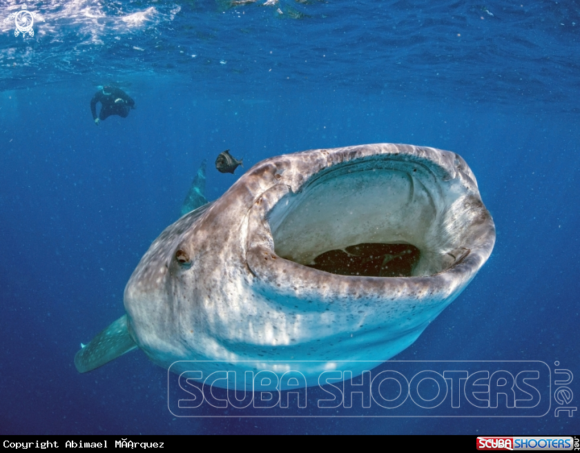 A Whale Shark