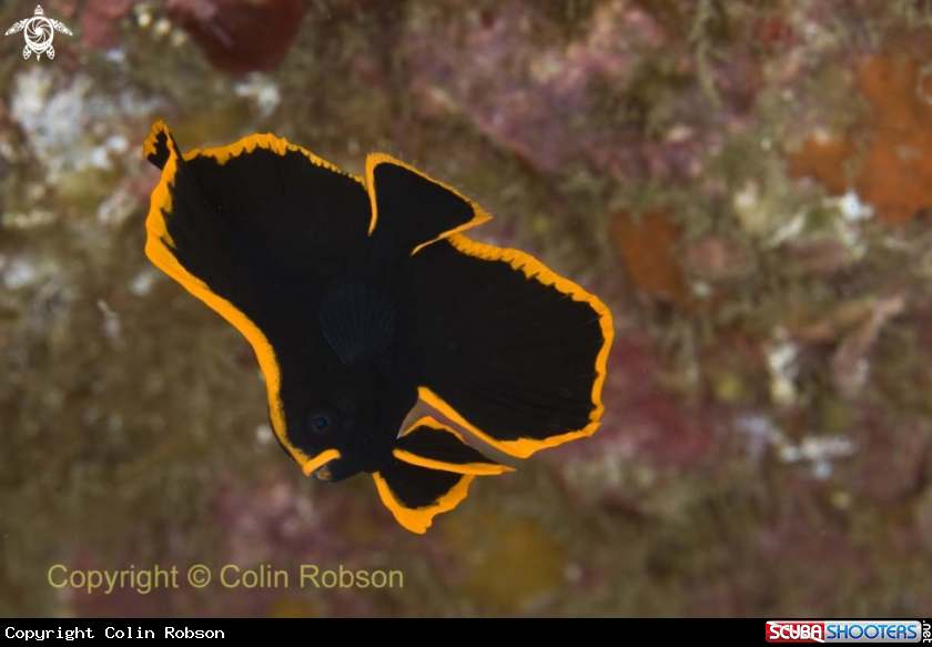 A reef fish