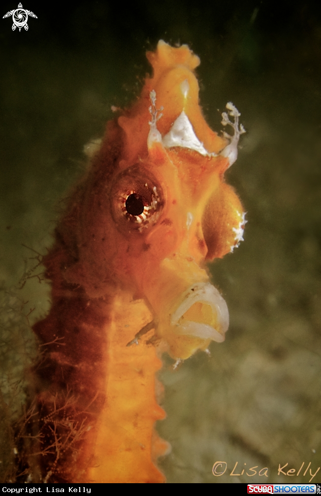 A Seahorse
