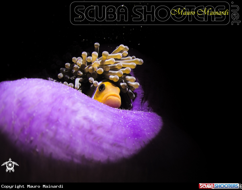 A Clownfish and anemone