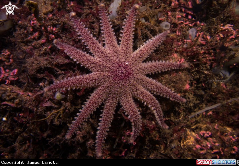 A Common Sunstar