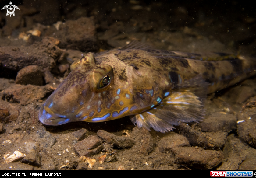A Common Dragonet