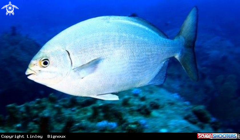 A White Seabream Mauritius 15 metres