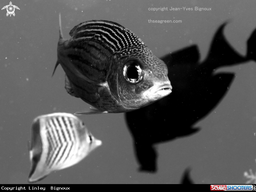 A Close ups of cardinal fish Mauritius.