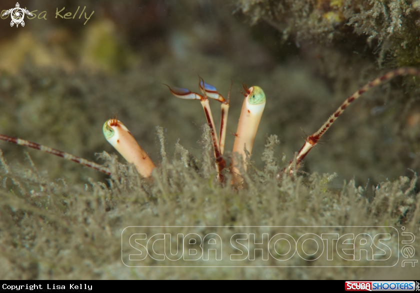 A Hermit Crab