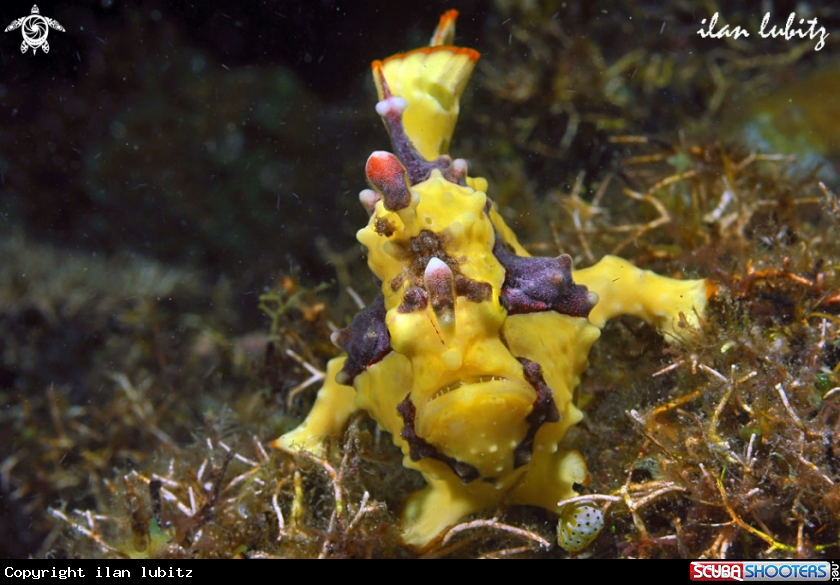 A frogfish