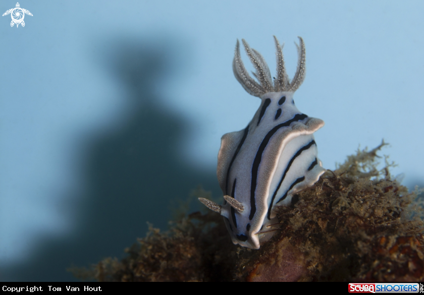 A Chromodoris willani