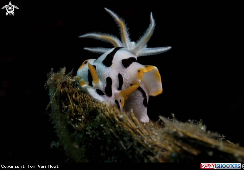A Chromodoris Sp