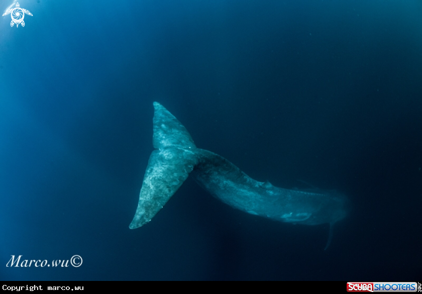 A Blue whale