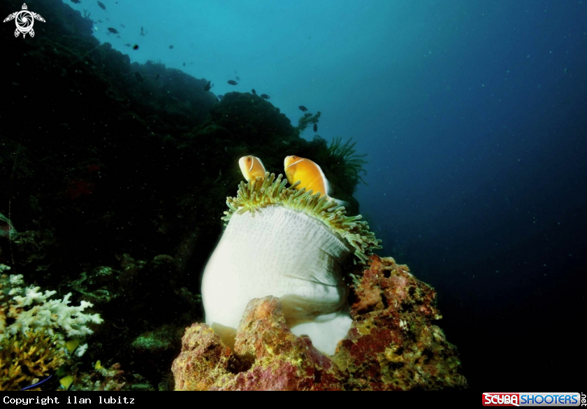 A Host Anemone