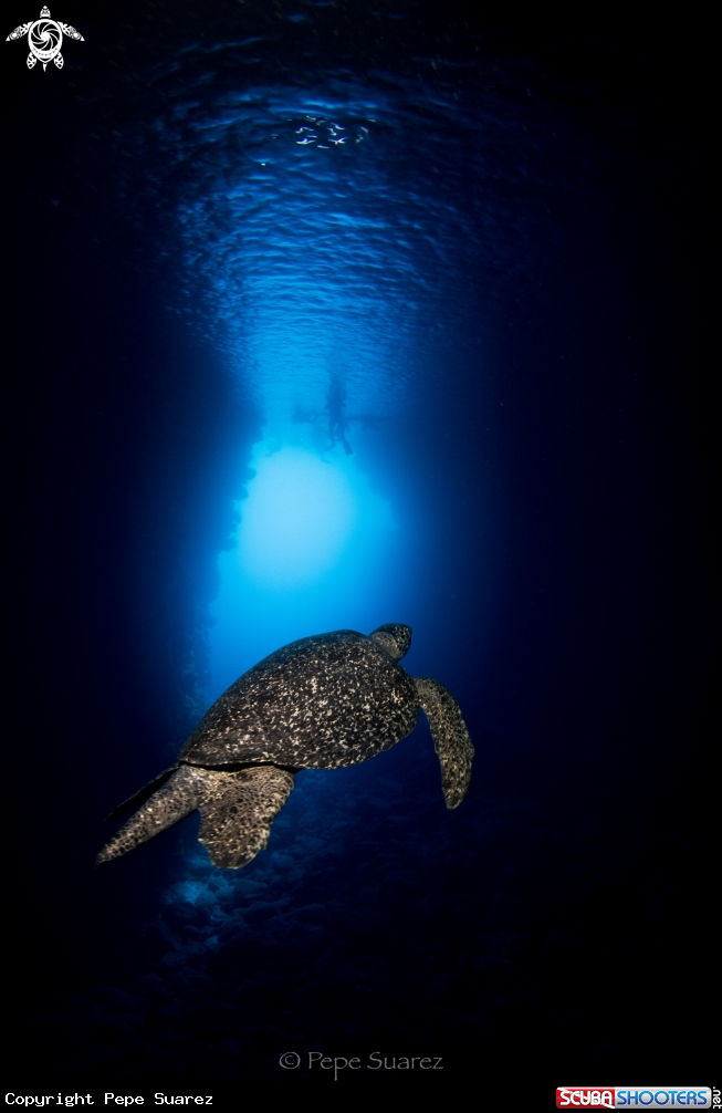 A Turtle