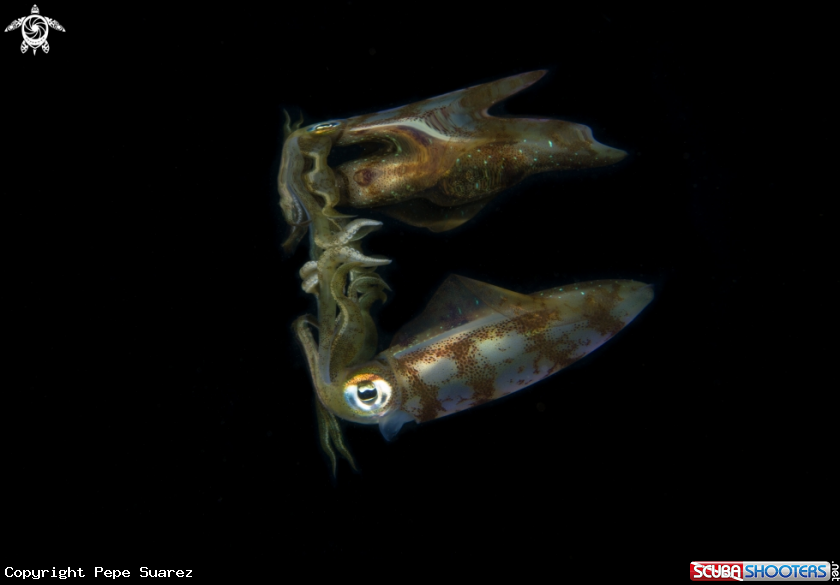A squid