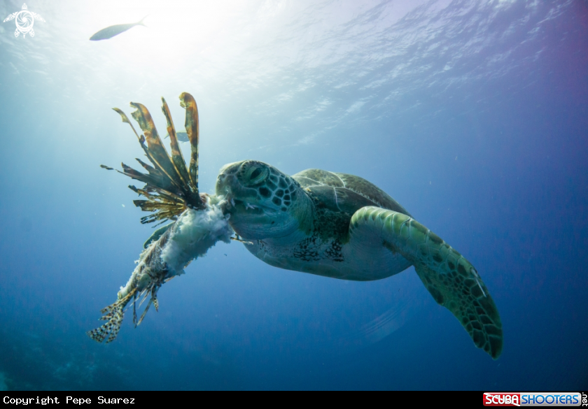 A Green turtle