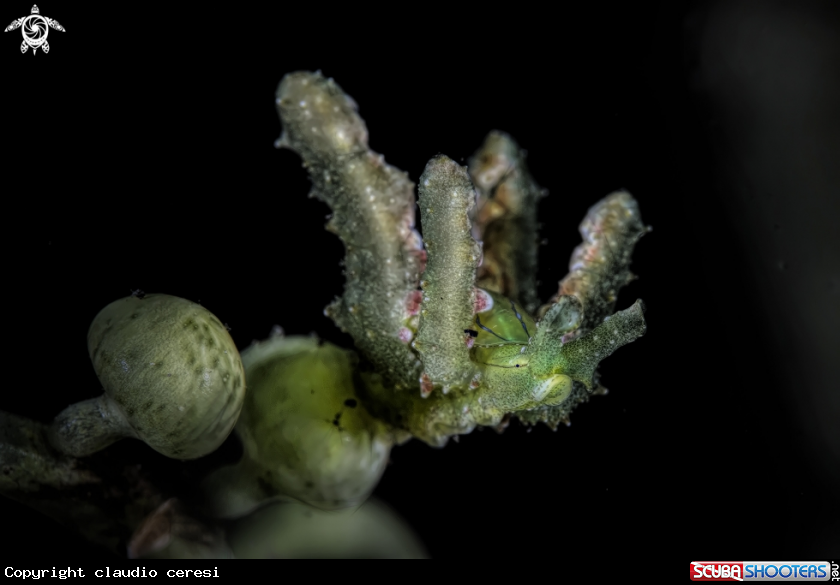 A Lobiger viridis 