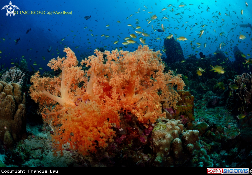 A Soft Coral