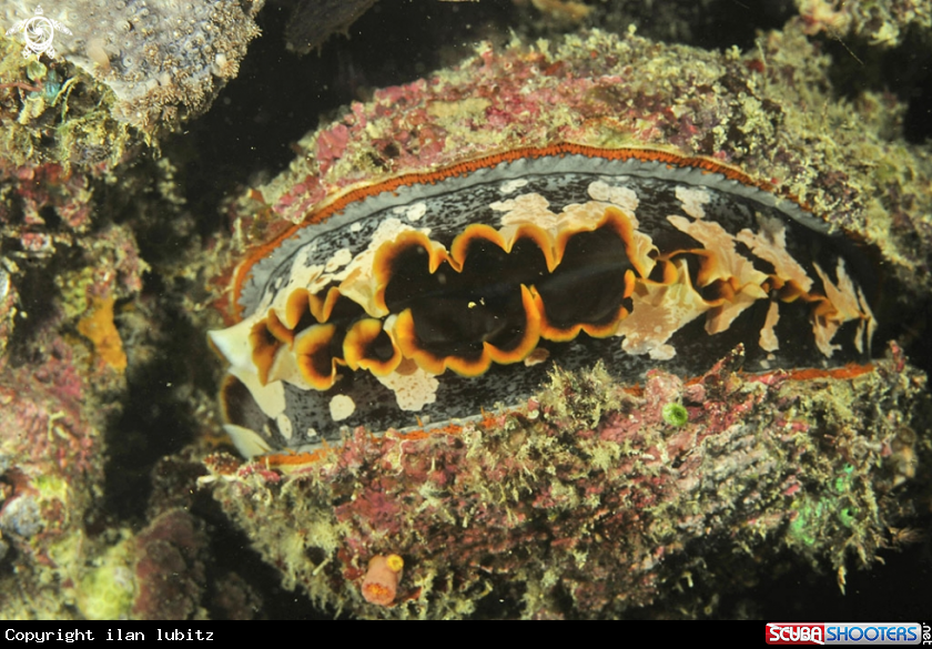 A shell