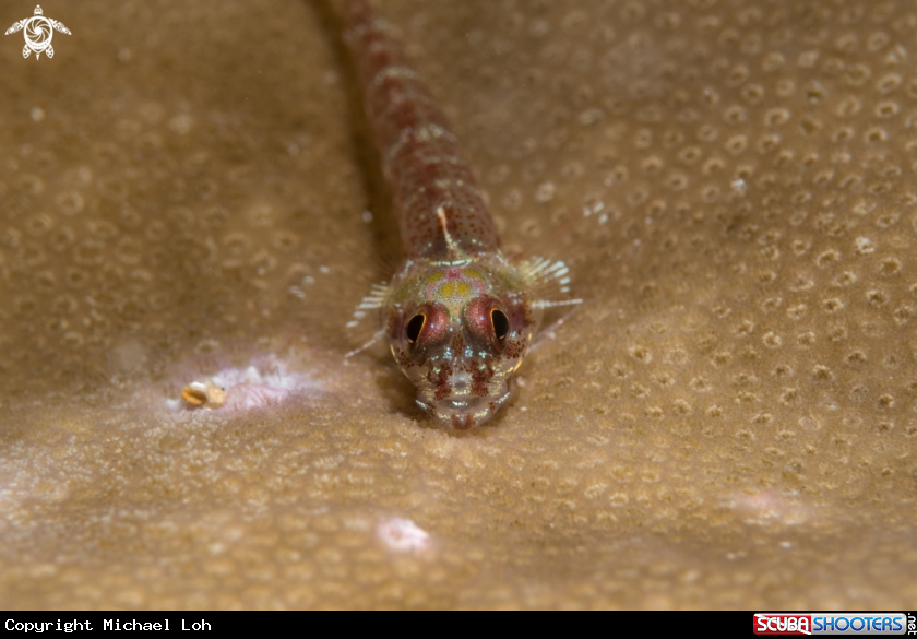 A Common goby