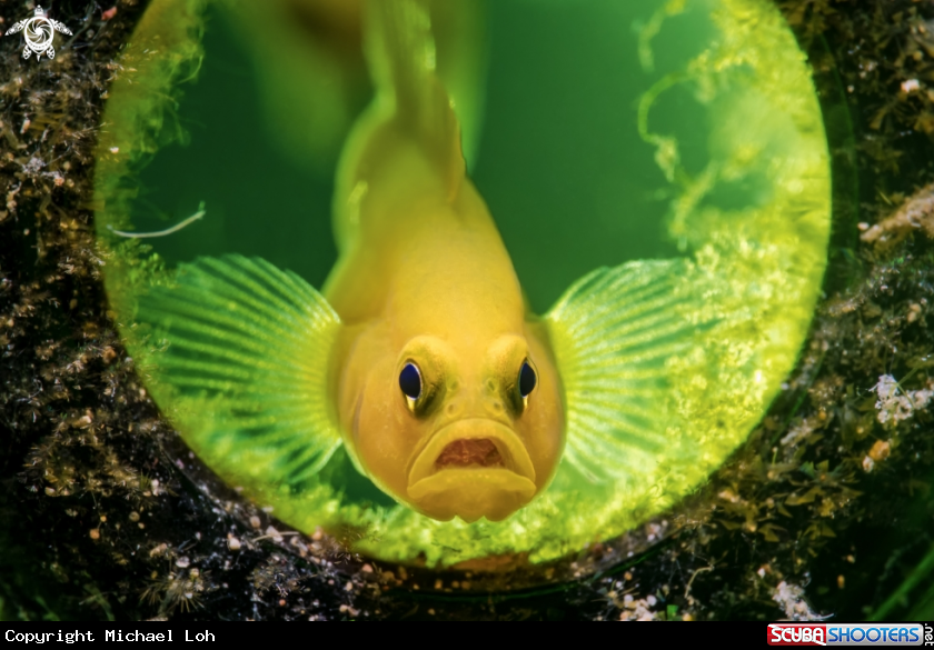 A Lemon goby