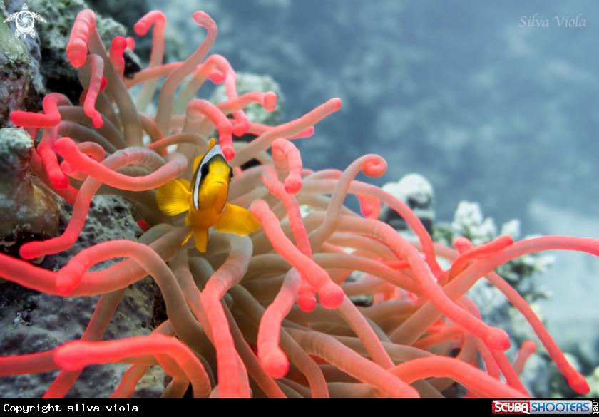 A Two-banded Anemonefish