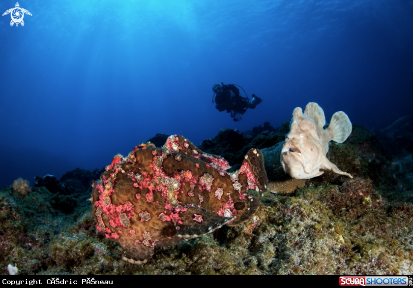 A frogfish