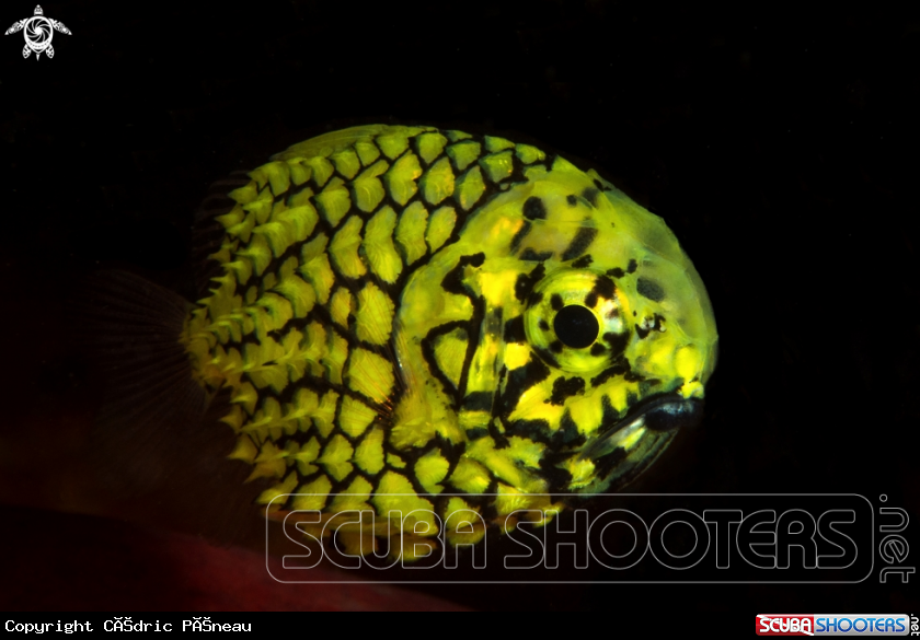 A Pineapple fish