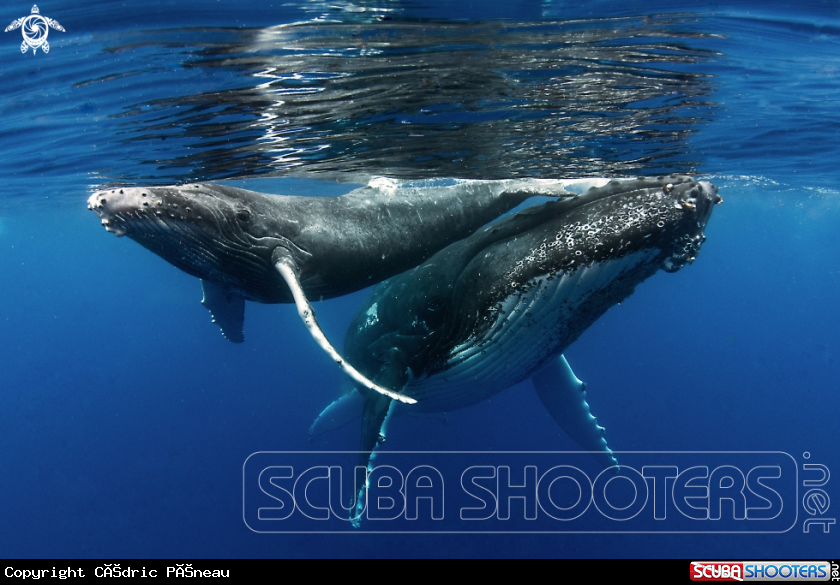A Humpback whales