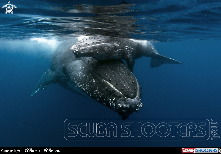 A Humpback whales
